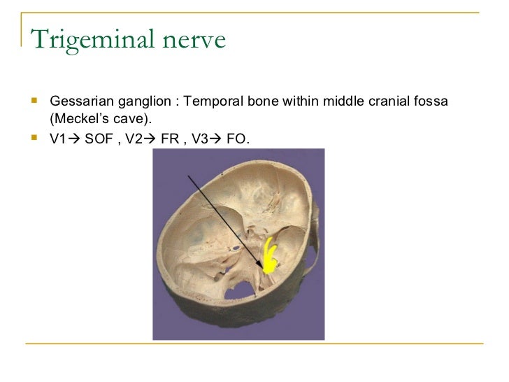Neuroanatomy For the Ophthalmologist