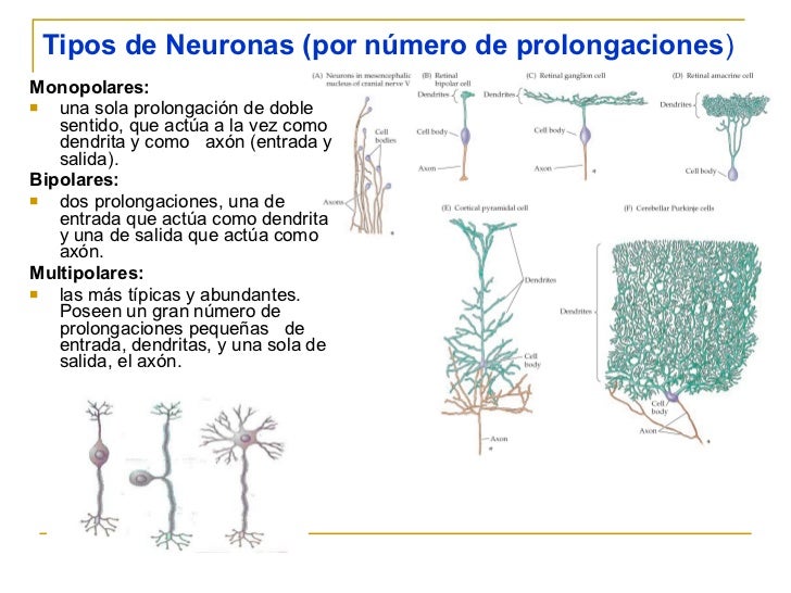 Estructura de la neurona