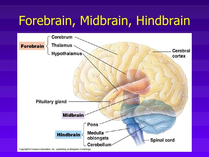 Neuroanatomy Chapter 7 Neuroanatomy Chapter 7