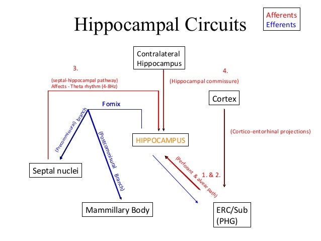 download Sam Shepard