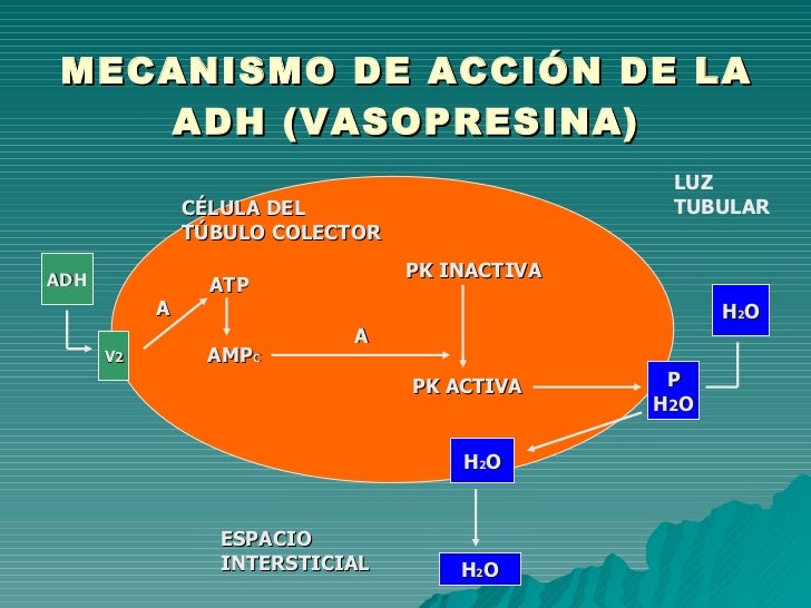 Hablaba que a él el pequeño miembro el amante