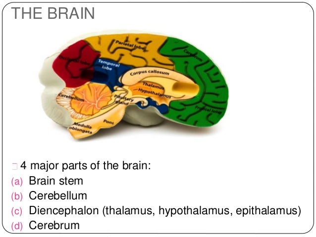 brain stem function hindbrain brain stem function hindbrain