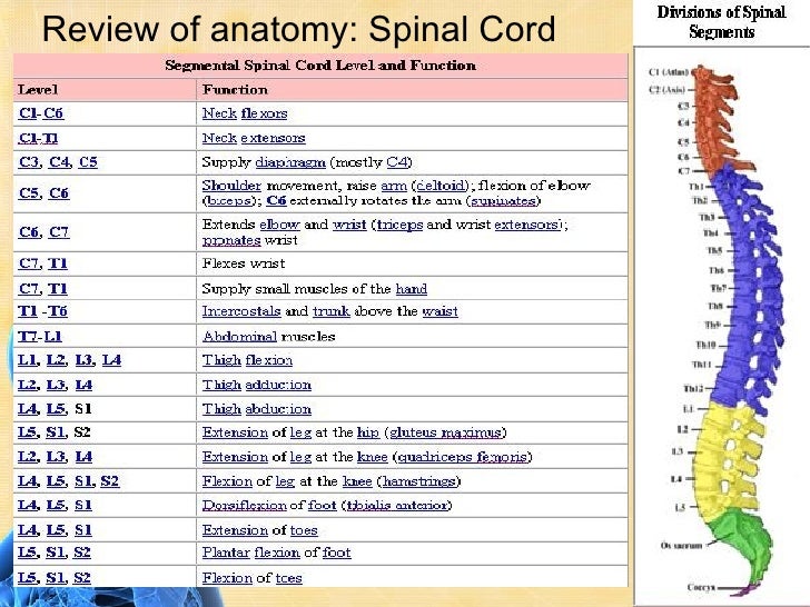 Cervical Myelopathy