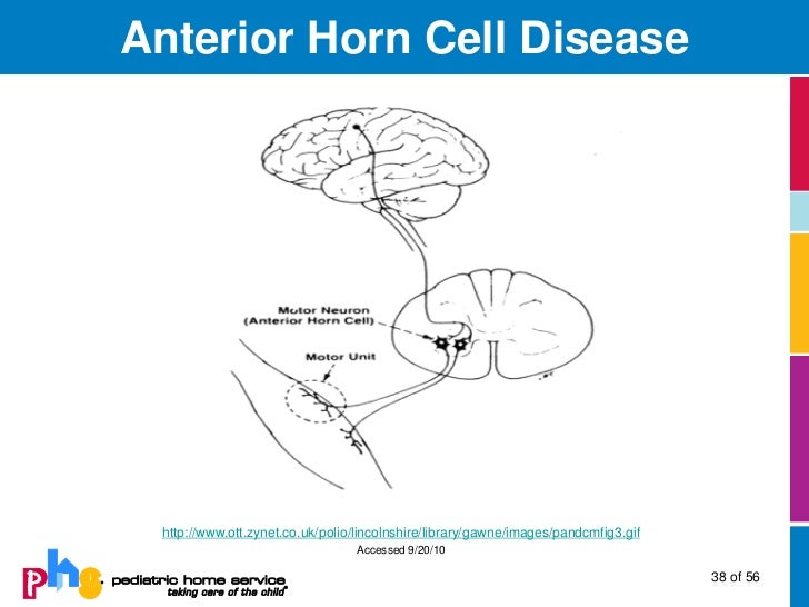 Neuromuscular Diseases