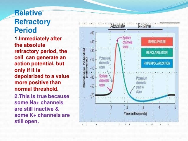 Refractory Period Viagra