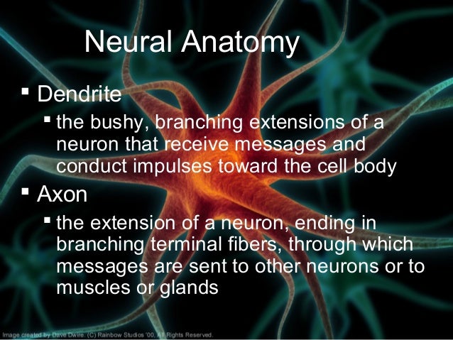 neuron dendrite interior neuron dendrite interior
