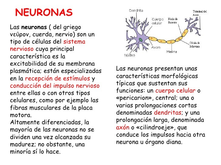 Neuronas