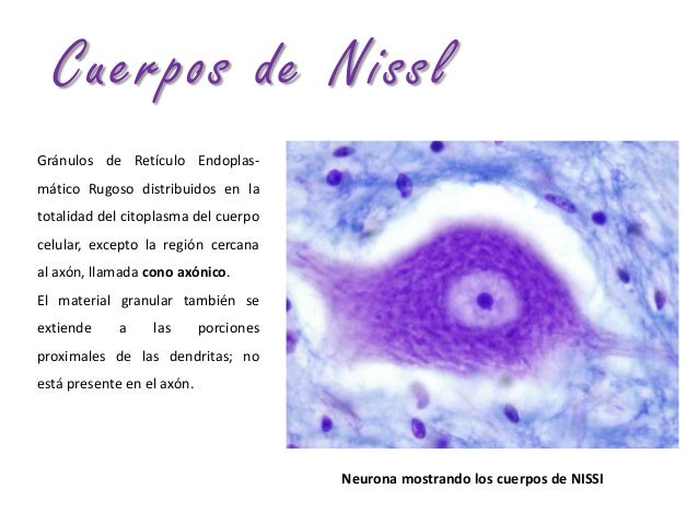 Neuronas