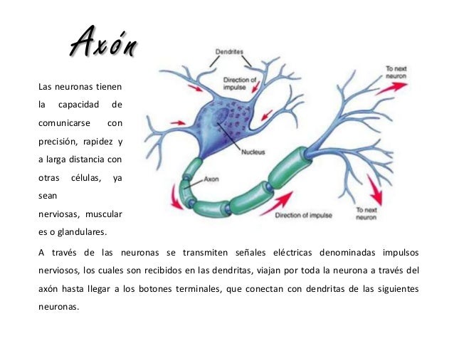 Neuronas
