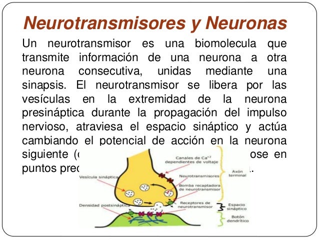 Neuronas y neurotransmisores por Katherine Farfan