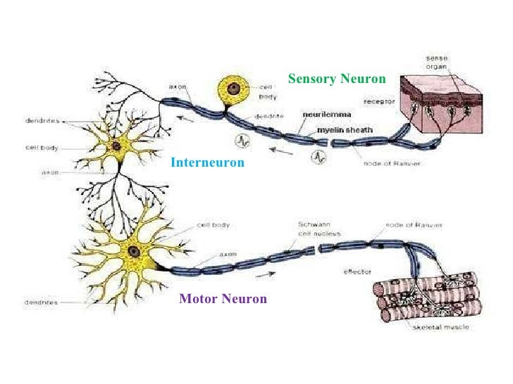 Neurons