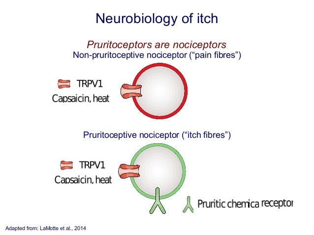 Neuropathic Itch Caused by Lupus - Health Guide Info