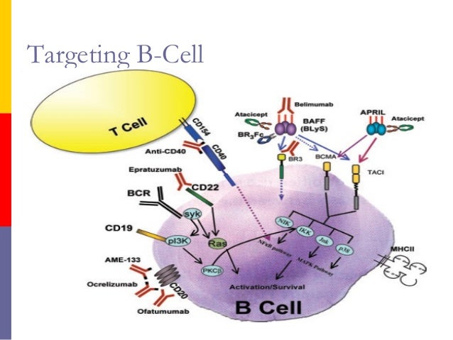 mechanism of action of immunosuppressive drugs pdf