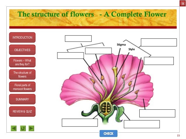 corolla flower