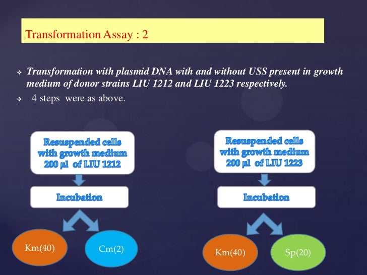 thesis powerpoint thesis powerpoint