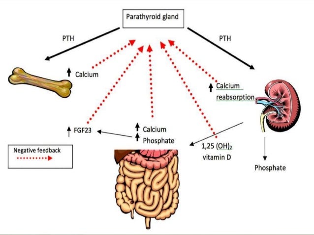 essential hormones for life