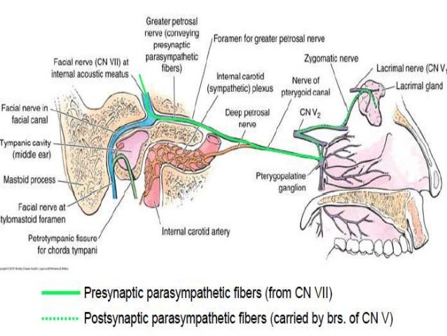 Nerve and facial nerve