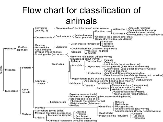5 Kingdom Classification Flow Chart
