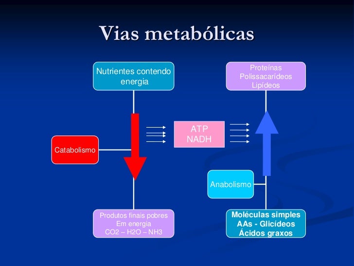 Nh aula 4 - metabolismo integrado fisiopatológico