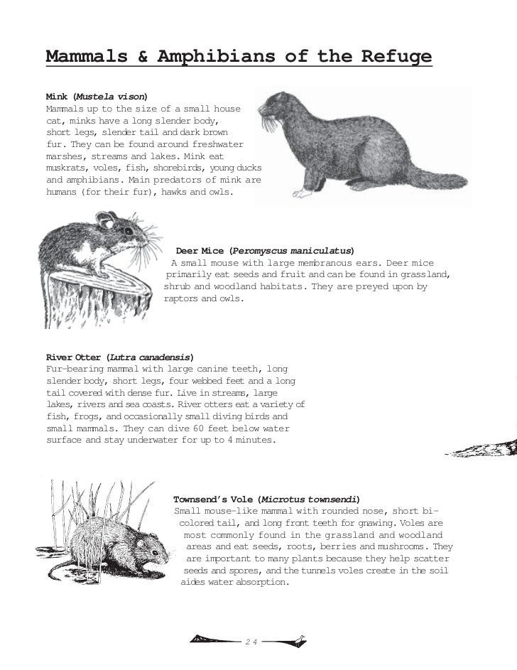 mammals identification to manual the small