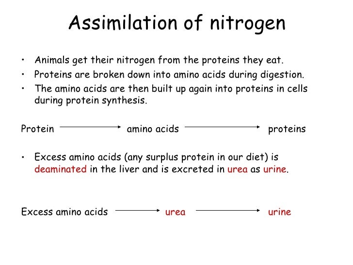 Assimilation Essay