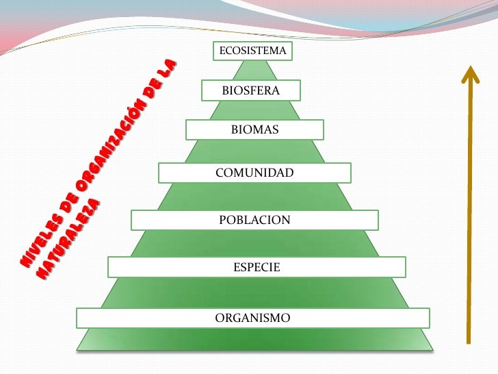 ECOSISTEMA<br />BIOSFERA<br />BIOMAS<br />Niveles de organización de la naturaleza<br />COMUNIDAD<br />POBLACION<br />ESPE...