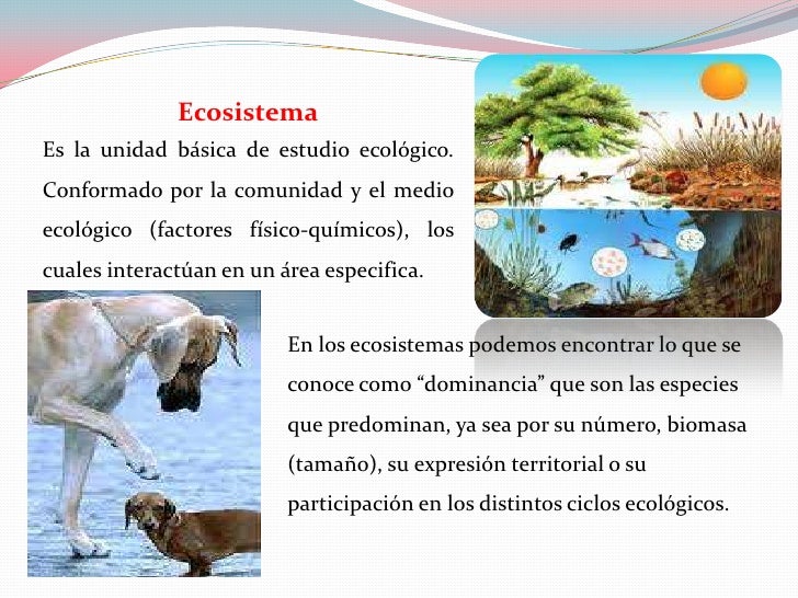 Ecosistema<br />Es la unidad básica de estudio ecológico. Conformado por la comunidad y el medio ecológico (factores físic...