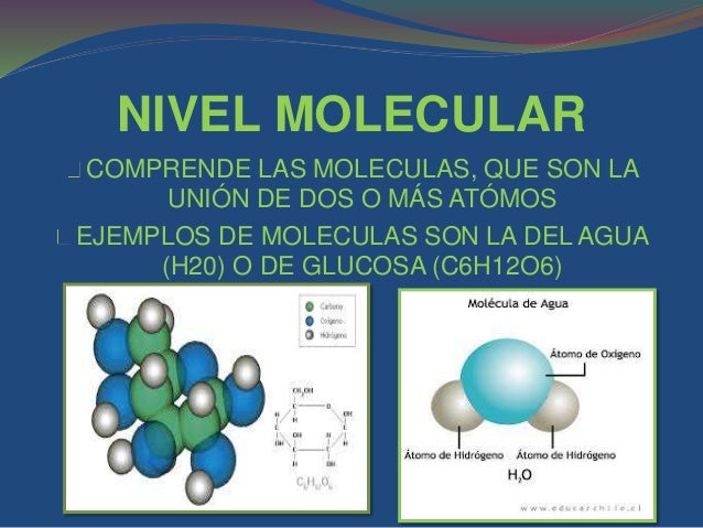 Niveles de organización de los seres vivos