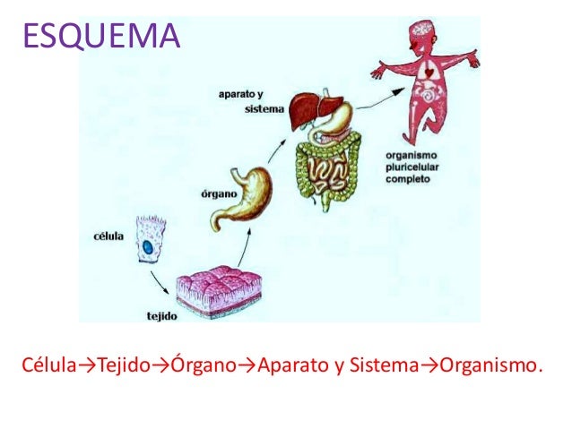 Resultado de imagen de IMAGENES CELULAS ORGANOS APARATOS