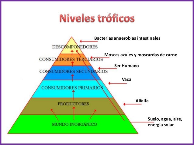 cadena trofica definicion y niveles niveles tr 243 ficos cadena trofica definicion y niveles niveles tr 243 ficos