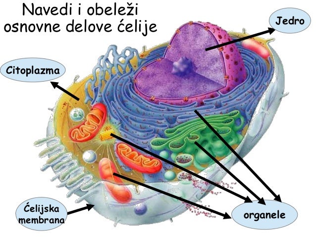 Nivoi organizacije, ćelija i ćelijska deoba-ponavljanje