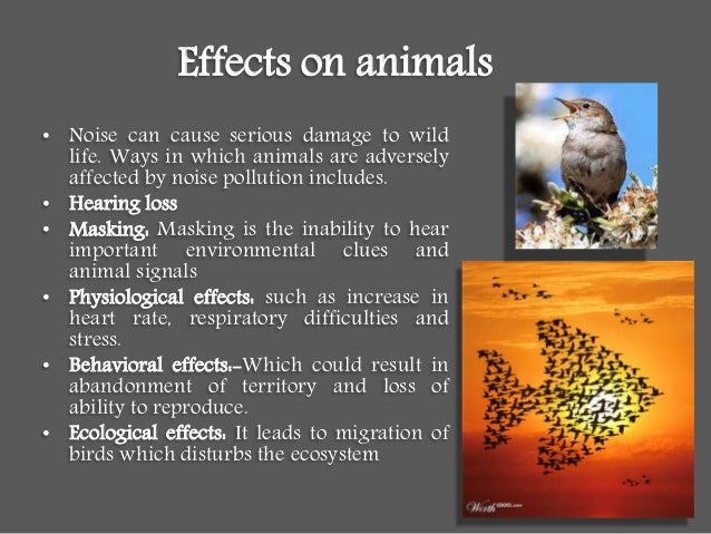 explain the effects of noise pollution essay explain the effects of noise pollution essay