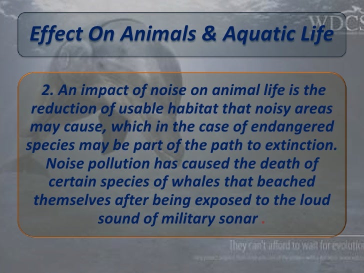 Gallery For > Noise Pollution Effects On Animals