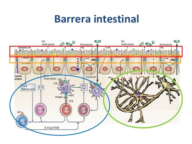 Resultado de imagen de barrera intestinal