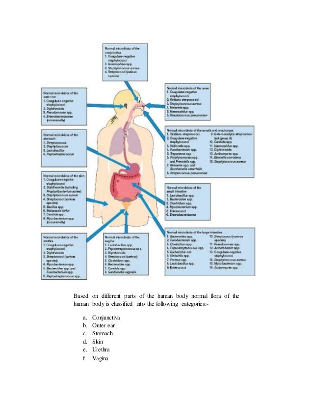 Human vaginal flora