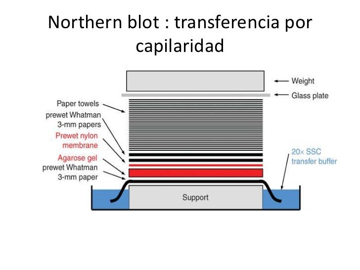 Diferencia Entre Southern Blot Y Northern Blot