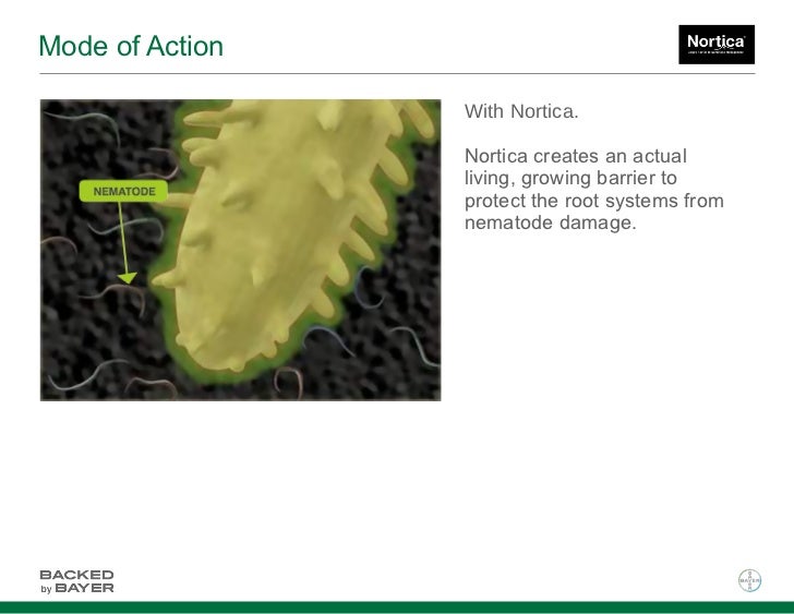 nortica-slideshare-9-728.jpg