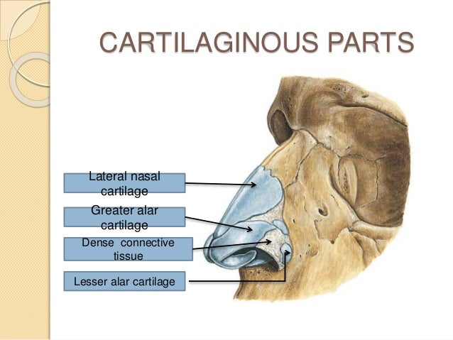 Cartilagines alares minores (Sesamknorpeln) || Med-koM