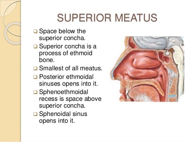 Sinus nostril Anatomy