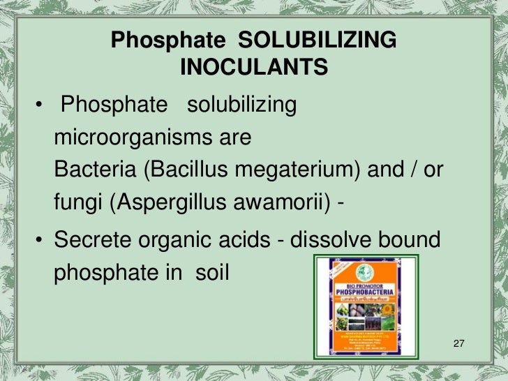 thesis on phosphate solubilizing bacteria Isolation of phosphate solubilizing bacteria from maize rhizosphere and their potential for rock phosphate solubilization–mineralization and plant growth promotion. thesis on phosphate solubilizing bacteria Isolation of phosphate solubilizing bacteria from maize rhizosphere and their potential for rock phosphate solubilization–mineralization and plant growth promotion.