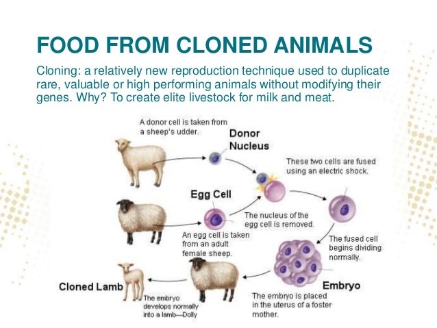 an essay on clone and animal cloning Since its introduction, the practice of animal cloning has always been a highly controversial topic that is debated by many people from all around the world. an essay on clone and animal cloning Since its introduction, the practice of animal cloning has always been a highly controversial topic that is debated by many people from all around the world.