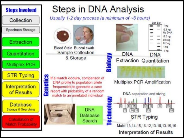 southern blot