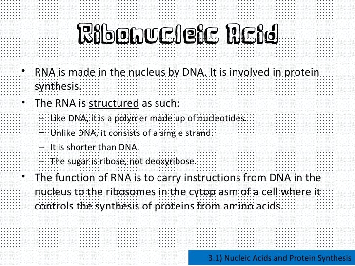 Dna rna and protein synthesis essay
