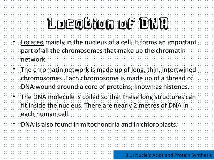 Free protein synthesis essay