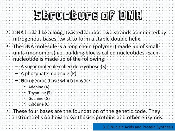 nucleic acids and protein synthesis nucleic acids and protein synthesis