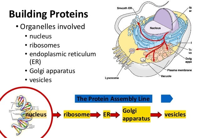 Anavar, cycle, steroids, cycles, steroids, cycles