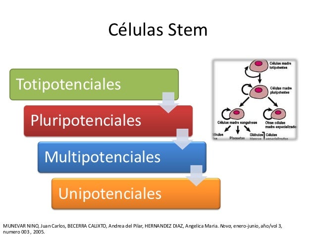 Ingeniería Tisular & Endodoncia Regenerativa