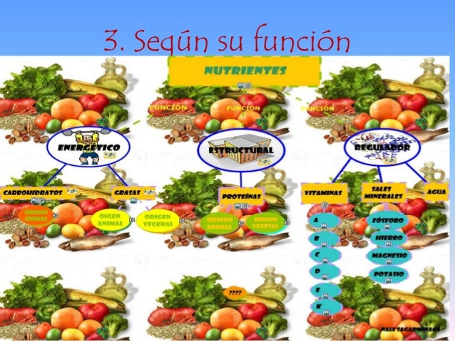 nutricin y la alimentacin essay nutricin y la alimentacin essay
