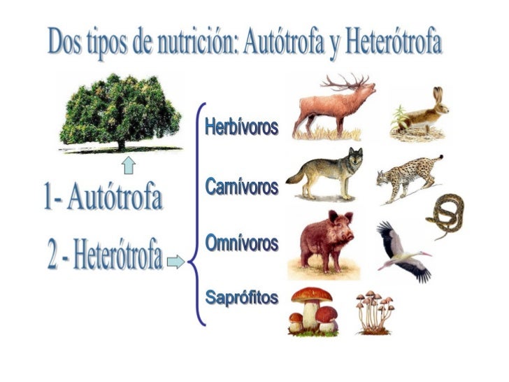 Resultado de imagen para clasificacion de nutricion heterotrofa
