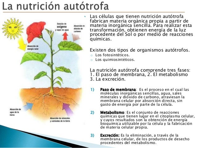 Nutrición en Platas y Animales